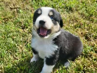 Levi Blue Eyes, a male Miniature Australian Shepherd for sale in La Harpe, IL – 6 of 8