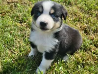 Levi Blue Eyes, a male Miniature Australian Shepherd for sale in La Harpe, IL – 4 of 8