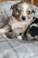 Marley, a female Miniature Australian Shepherd for sale in La Harpe, IL – Photo 8 of 10