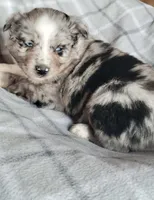 Marley, a female Miniature Australian Shepherd for sale in La Harpe, IL – Photo 7 of 10