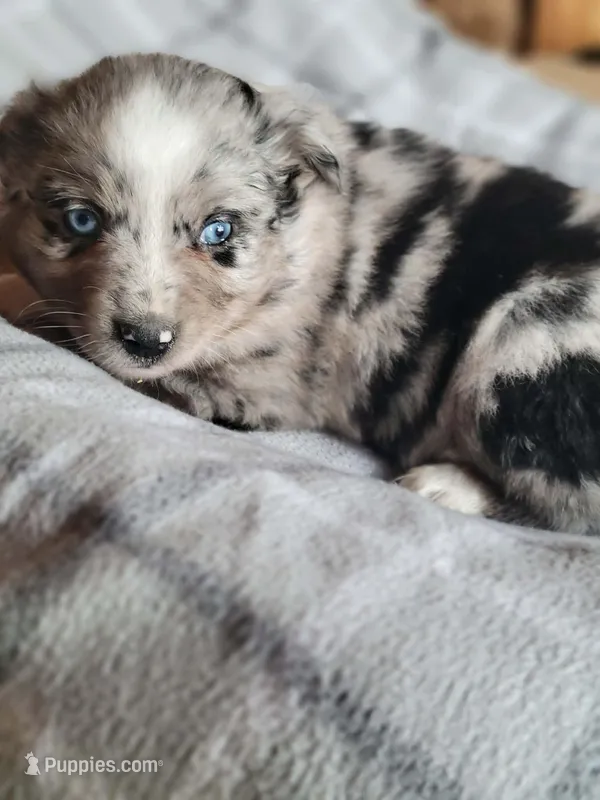 Marley, a female Miniature Australian Shepherd for sale in La Harpe, IL – Photo 1 of 10