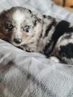 Marley, a female Miniature Australian Shepherd for sale in La Harpe, IL – Photo 1 of 10