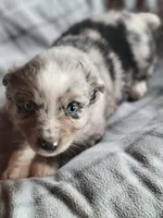 Marley, a female Miniature Australian Shepherd for sale in La Harpe, IL – Photo 4 of 10