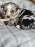Marley, a female Miniature Australian Shepherd for sale in La Harpe, IL – Photo 2 of 10