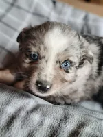 Marley, a female Miniature Australian Shepherd for sale in La Harpe, IL – Photo 5 of 10