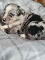 Marley, a female Miniature Australian Shepherd for sale in La Harpe, IL – Photo 3 of 10