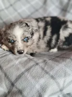 Marley, a female Miniature Australian Shepherd for sale in La Harpe, IL – Photo 9 of 10