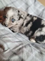 Marley, a female Miniature Australian Shepherd for sale in La Harpe, IL – Photo 6 of 10
