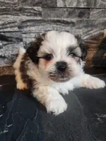 Stanley, a male Shihpoo for sale in La Harpe, IL – 3 of 9