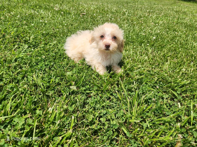 Tater – Havapoo puppy for sale in La Harpe, IL
