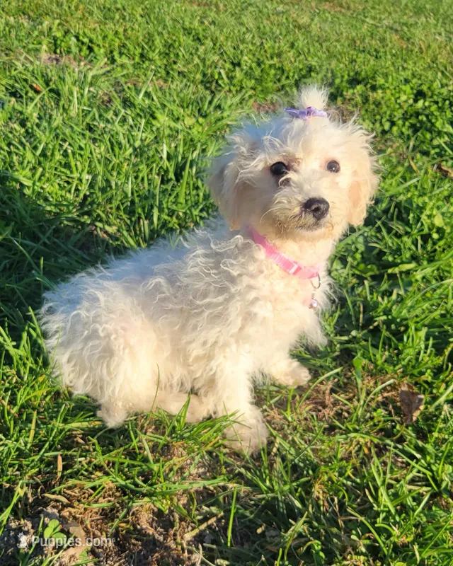 Gracie  – Bichpoo puppy for sale in La Harpe, IL