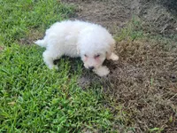 Gracie , a female Bichpoo for sale in La Harpe, IL – 6 of 9
