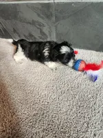 Chip, a male Maltipoo for sale in La Harpe, IL – 2 of 10