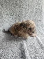 Daisy , a female Bichpoo for sale in La Harpe, IL – 5 of 10