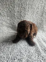 Cocoa , a male Poodle - Toy  for sale in La Harpe, IL – 3 of 6