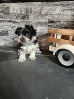 Chip, a male Maltipoo for sale in La Harpe, IL – 7 of 10