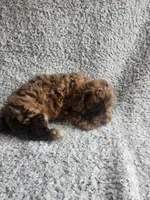Hank, a male Poodle - Toy  for sale in La Harpe, IL – 7 of 7