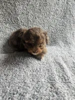 Merle, a male Poodle - Toy  for sale in La Harpe, IL – 5 of 7