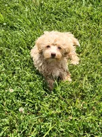 Prince, a male Havapoo for sale in La Harpe, IL – 4 of 10