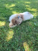 Sissy, a female Poodle - Toy  for sale in La Harpe, IL – 5 of 10