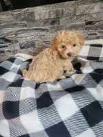 Prince, a male Havapoo for sale in La Harpe, IL – 2 of 5