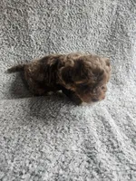 Merle, a male Poodle - Toy  for sale in La Harpe, IL – 6 of 7