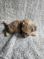 Daisy , a female Bichpoo for sale in La Harpe, IL – 6 of 10