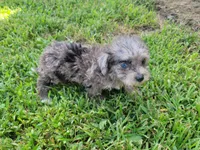 Tinker Bell, a female Bichpoo for sale in La Harpe, IL – 5 of 10