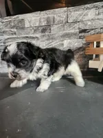 Chip, a male Maltipoo for sale in La Harpe, IL – 10 of 10