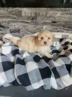 Teddy, a male Havapoo for sale in La Harpe, IL – 3 of 5