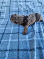 Chandler, a male Miniature Dachshund for sale in La Harpe, IL – 5 of 6