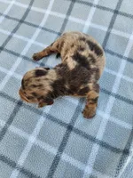 Romeo, a male Miniature Dachshund for sale in La Harpe, IL – 9 of 9