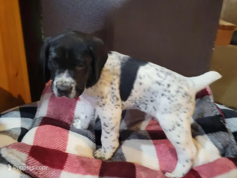 Rambo, a male German Shorthaired Pointer for sale in La Harpe, IL – Photo 1 of 8