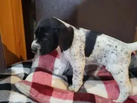 Rambo, a male German Shorthaired Pointer for sale in La Harpe, IL – Photo 6 of 8