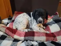 Rambo, a male German Shorthaired Pointer for sale in La Harpe, IL – Photo 8 of 8
