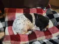 Rambo, a male German Shorthaired Pointer for sale in La Harpe, IL – Photo 7 of 8