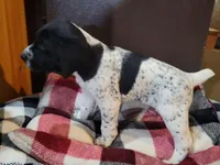 Rambo, a male German Shorthaired Pointer for sale in La Harpe, IL – Photo 3 of 8