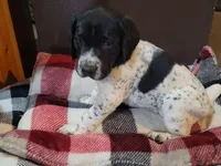 Rambo, a male German Shorthaired Pointer for sale in La Harpe, IL – Photo 4 of 8