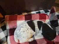 Rambo, a male German Shorthaired Pointer for sale in La Harpe, IL – Photo 2 of 8