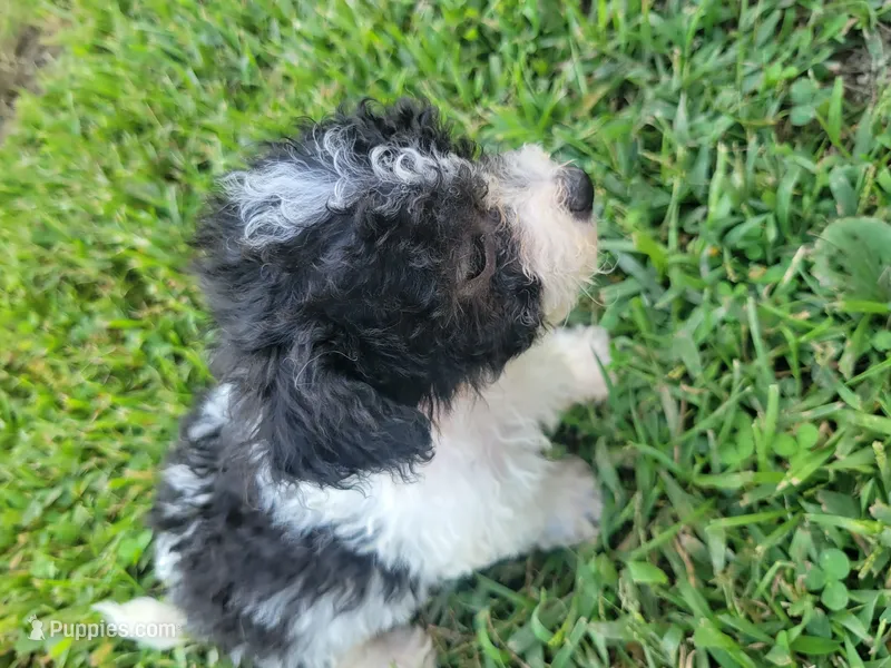 Daisy  – Bichpoo puppy for sale in La Harpe, IL