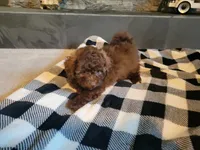 Cocoa , a male Poodle - Toy  for sale in La Harpe, IL – 8 of 10