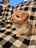 Tater, a male Havapoo for sale in La Harpe, IL – 9 of 10