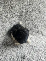 Precious , a female Bichpoo for sale in La Harpe, IL – 9 of 10