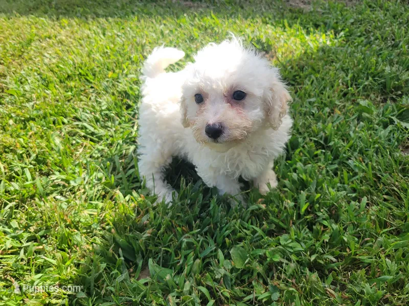 Bella – Bichpoo puppy for sale in La Harpe, IL