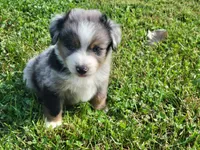 Clara, a male Miniature Australian Shepherd for sale in La Harpe, IL – 5 of 5