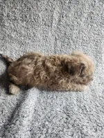 Daisy , a female Bichpoo for sale in La Harpe, IL – 4 of 10