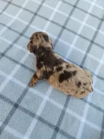 Romeo, a male Miniature Dachshund for sale in La Harpe, IL – 2 of 9