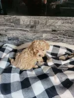 Prince, a male Havapoo for sale in La Harpe, IL – 4 of 5