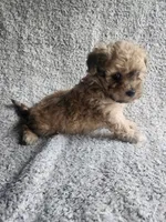 Daisy , a female Bichpoo for sale in La Harpe, IL – 2 of 10