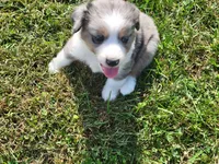 Cinch, a male Miniature Australian Shepherd for sale in La Harpe, IL – 4 of 8